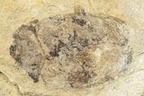 Fossil Scavenger Beetle (Hydrophilidae) - France #256794-2